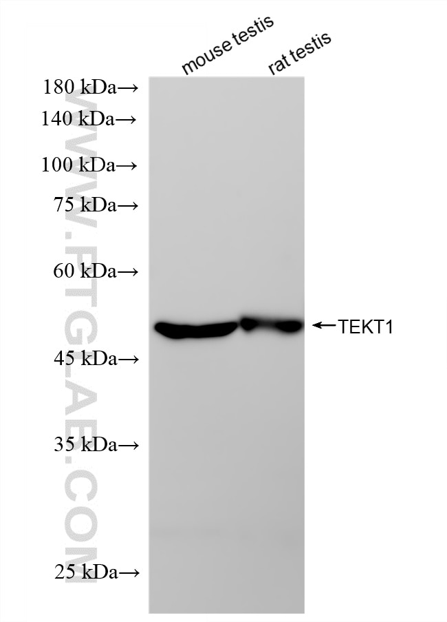Western Blot (WB) analysis of various lysates using TEKT1 Recombinant monoclonal antibody (87530-1-RR)