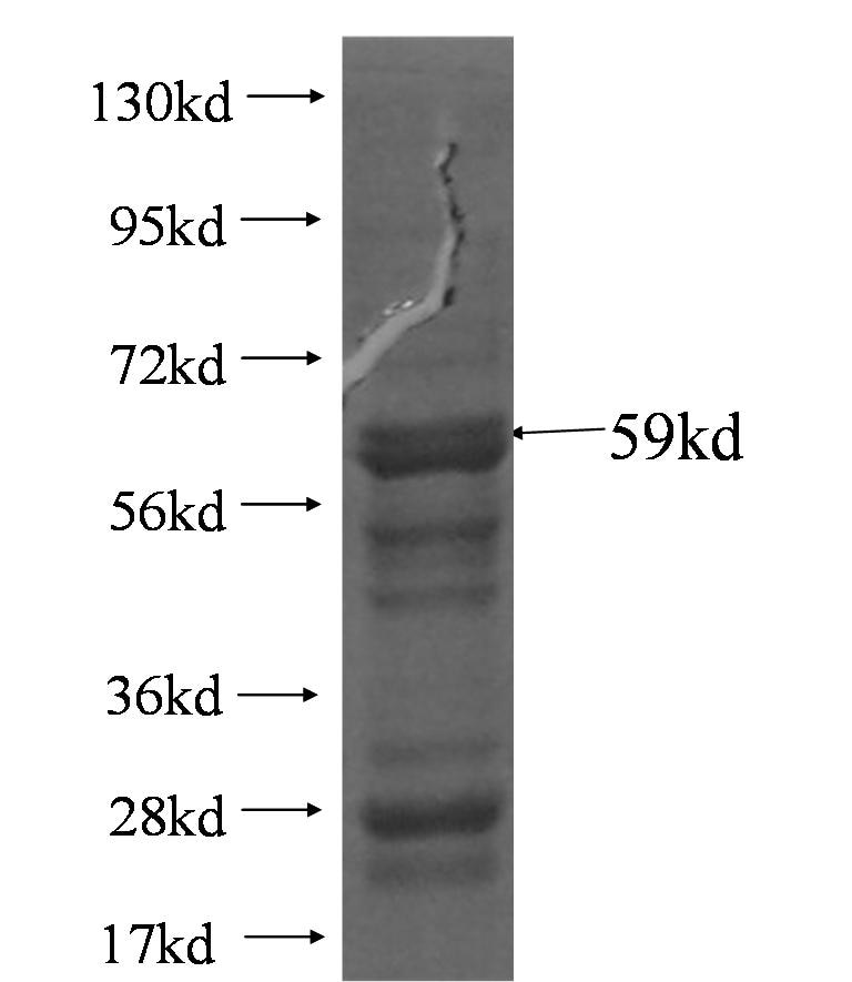 TEKT1 fusion protein Ag4993 SDS-PAGE