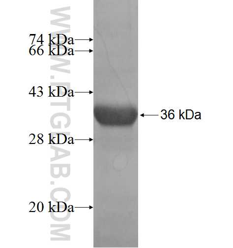 TEKT1 fusion protein Ag5173 SDS-PAGE
