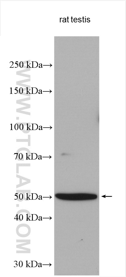Western Blot (WB) analysis of various lysates using TEKT2 Polyclonal antibody (13518-1-AP)