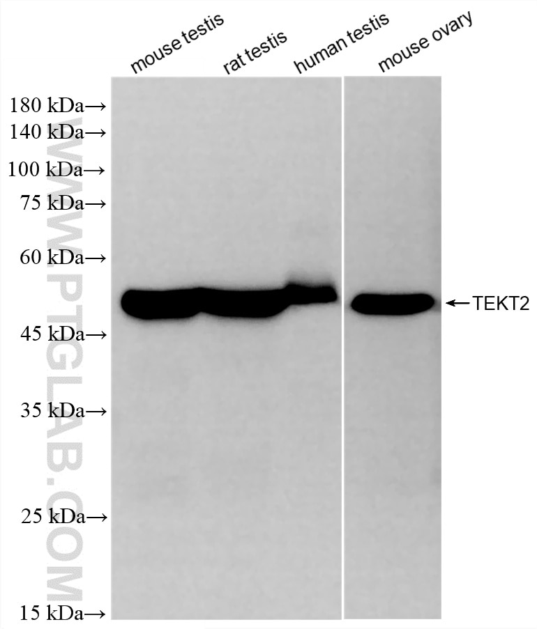 Various lysates were subjected to SDS PAGE followed by western blot with 87634-1-RR (TEKT2 antibody) at dilution of 1:10000 incubated at room temperature for 1.5 hours. Western Blot (WB) analysis of various lysates using TEKT2 Recombinant monoclonal antibody (87634-1-RR)