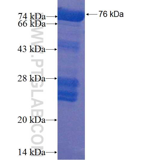 TEKT2 fusion protein Ag4457 SDS-PAGE