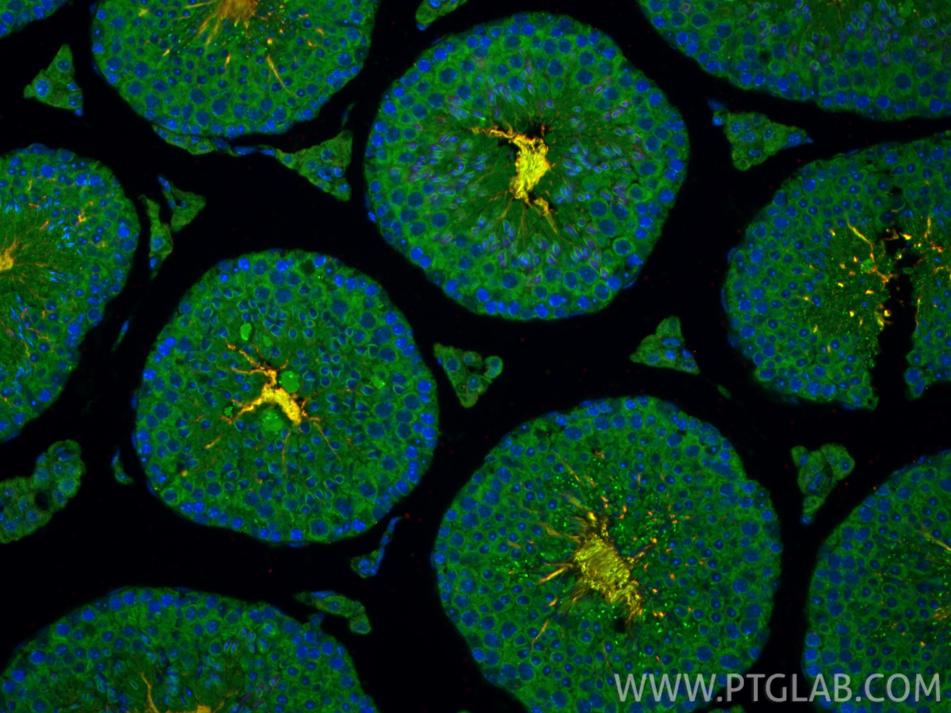 Immunofluorescence (IF) / fluorescent staining of mouse testis tissue using TEKT3 Polyclonal antibody (12959-1-AP)