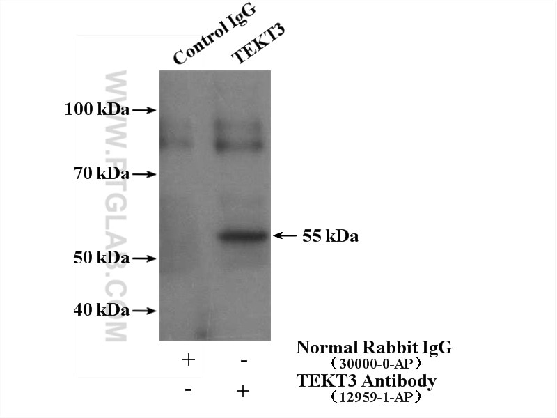 Immunoprecipitation (IP) experiment of mouse testis tissue using TEKT3 Polyclonal antibody (12959-1-AP)