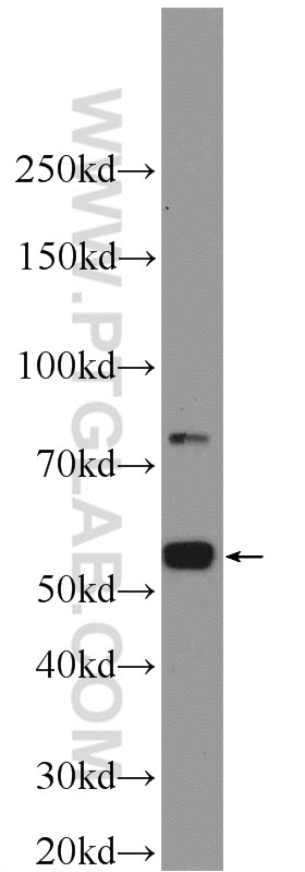 Western Blot (WB) analysis of mouse testis tissue using TEKT3 Polyclonal antibody (12959-1-AP)