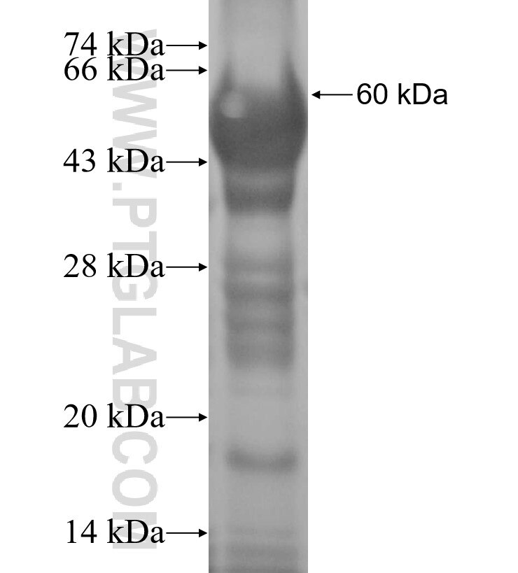 TEKT3 fusion protein Ag4080 SDS-PAGE
