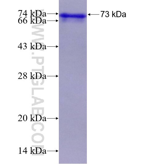 TEKT4 fusion protein Ag10772 SDS-PAGE
