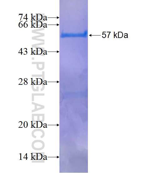 TEKT4 fusion protein Ag11146 SDS-PAGE
