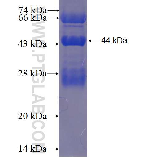 TEKT5 fusion protein Ag23295 SDS-PAGE
