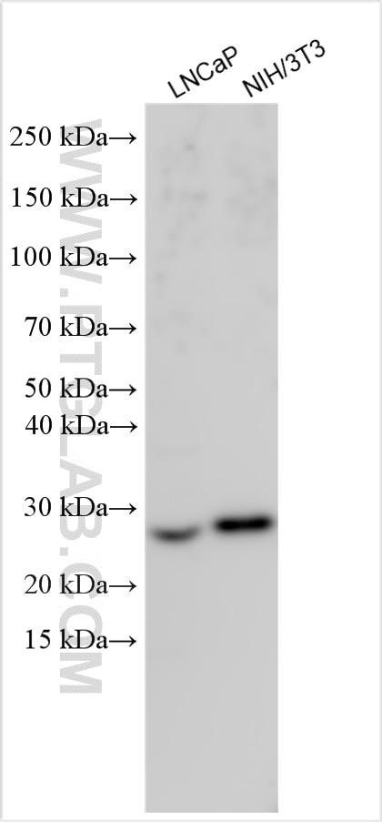 Western Blot (WB) analysis of various lysates using TEKTIP1 Polyclonal antibody (32289-1-AP)