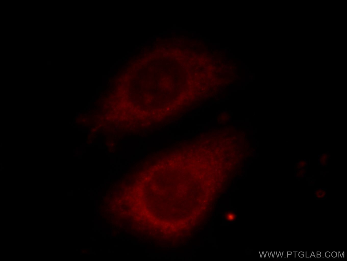 Immunofluorescence (IF) / fluorescent staining of HepG2 cells using TELO2 Monoclonal antibody (66077-1-Ig)