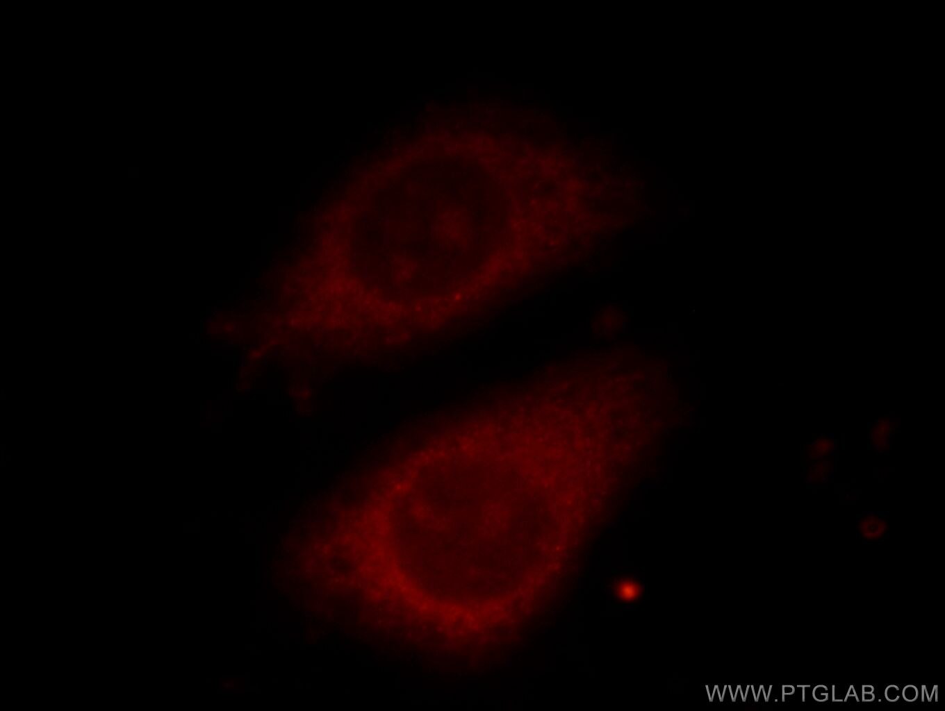 Immunofluorescence (IF) / fluorescent staining of HepG2 cells using TELO2 Monoclonal antibody (66077-1-Ig)