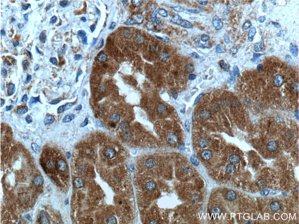Immunohistochemistry (IHC) staining of human kidney tissue using TELO2 Monoclonal antibody (66077-1-Ig)