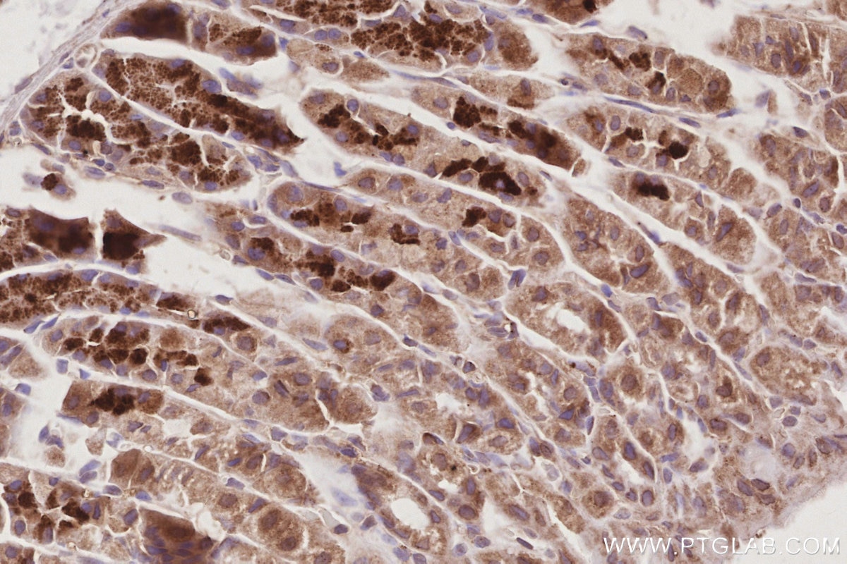 IHC staining of mouse stomach using 66077-1-Ig Immunohistochemistry (IHC) staining of mouse stomach tissue using TELO2 Monoclonal antibody (66077-1-Ig)