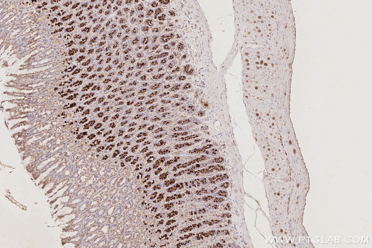 IHC staining of rat stomach using 66077-1-Ig Immunohistochemistry (IHC) staining of rat stomach tissue using TELO2 Monoclonal antibody (66077-1-Ig)
