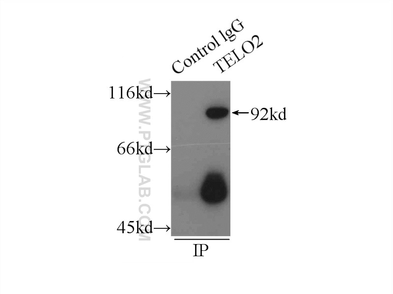 Immunoprecipitation (IP) experiment of HepG2 cells using TELO2 Monoclonal antibody (66077-1-Ig)