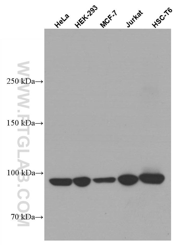 Western Blot (WB) analysis of various lysates using TELO2 Monoclonal antibody (66077-1-Ig)