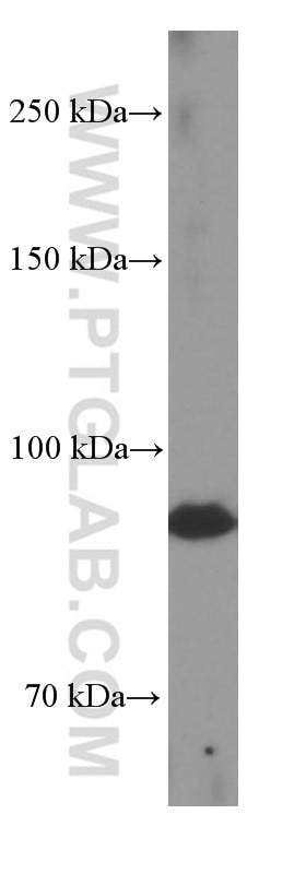 Western Blot (WB) analysis of L02 cells using TELO2 Monoclonal antibody (66077-1-Ig)