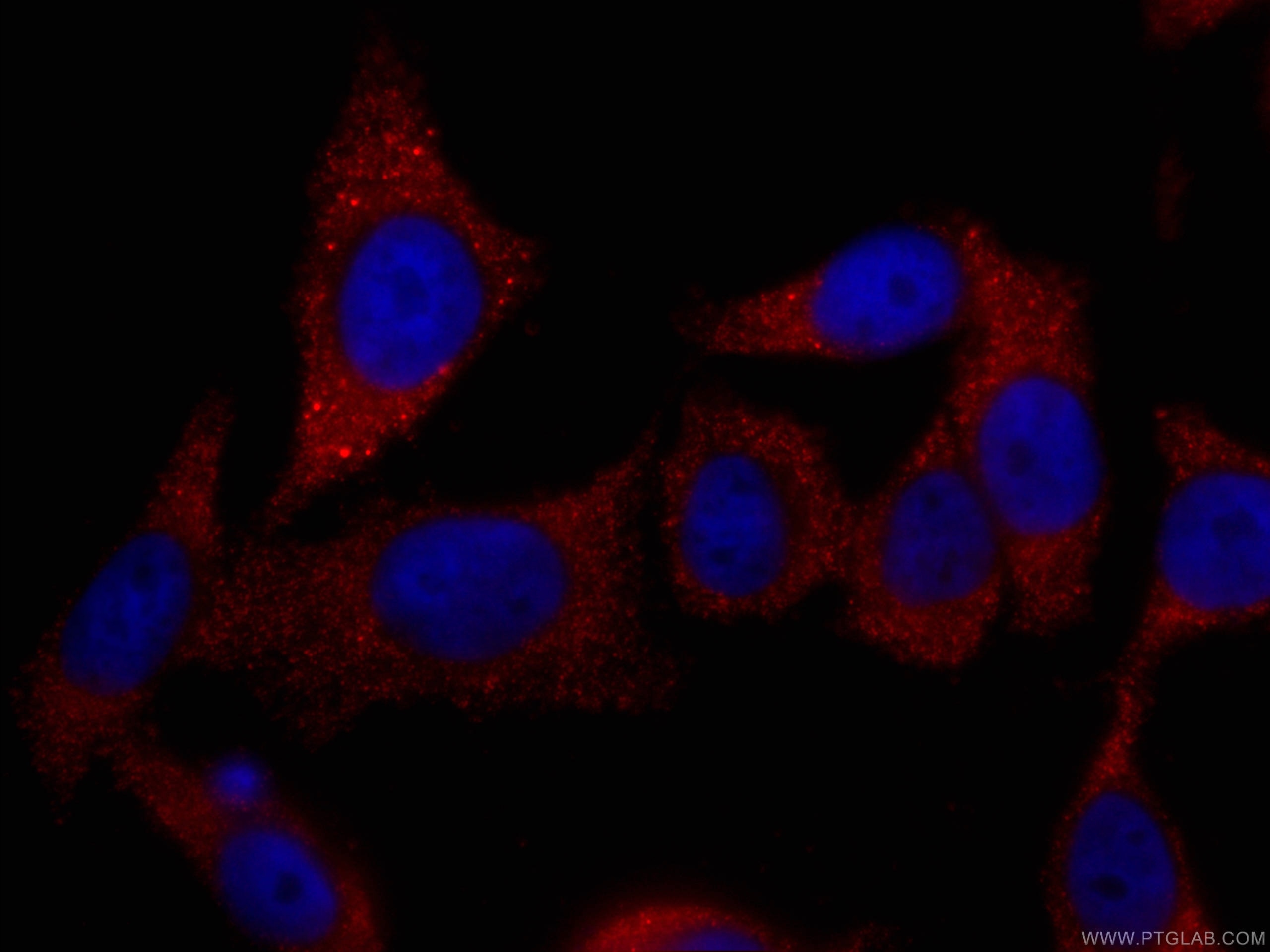 Immunofluorescence (IF) / fluorescent staining of HepG2 cells using CoraLite®594-conjugated TELO2 Monoclonal antibody (CL594-66077)