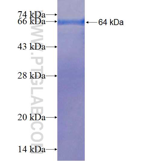 TELO2 fusion protein Ag8763 SDS-PAGE