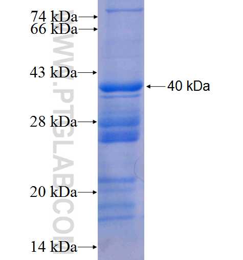TELO2 fusion protein Ag8834 SDS-PAGE