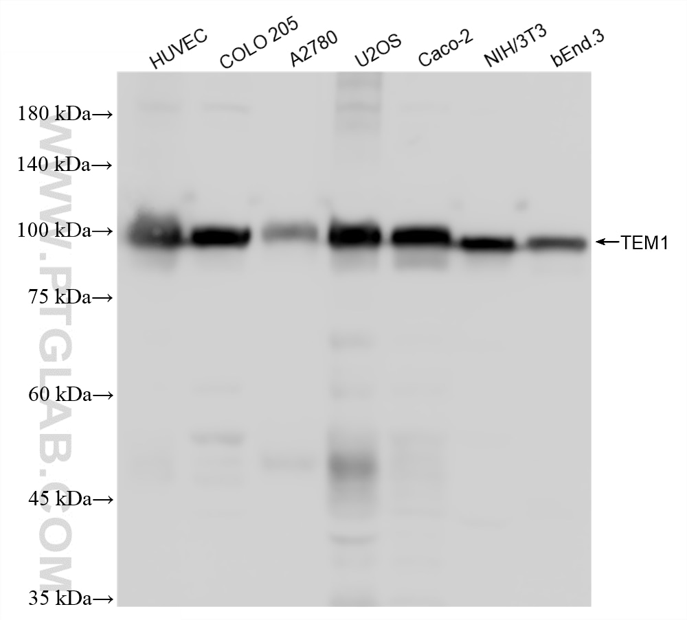 Western Blot (WB) analysis of various lysates using TEM1 Recombinant monoclonal antibody (87247-1-RR)
