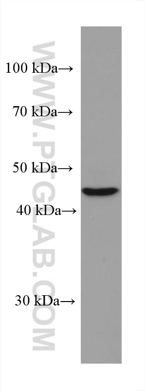 Western Blot (WB) analysis of K-562 cells using TERF1 Monoclonal antibody (67592-1-Ig)