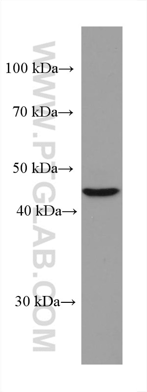 WB analysis of K-562 using 67592-1-Ig