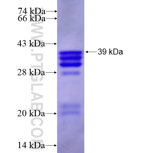 TERF1 fusion protein Ag12540 SDS-PAGE