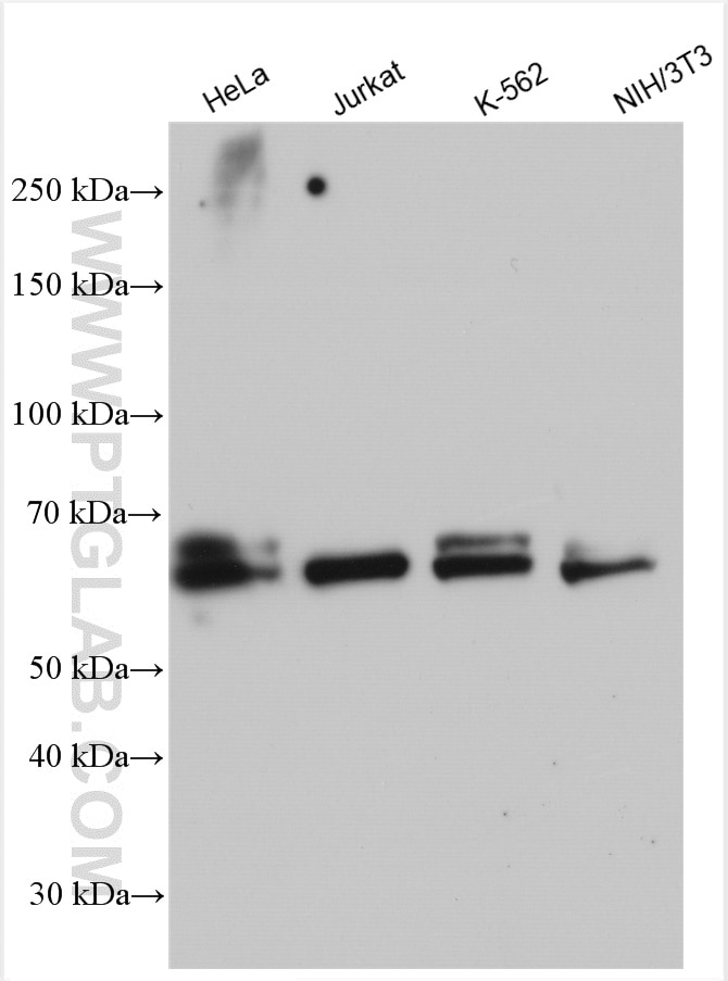 Western Blot (WB) analysis of various lysates using TERF2 Polyclonal antibody (22020-1-AP)