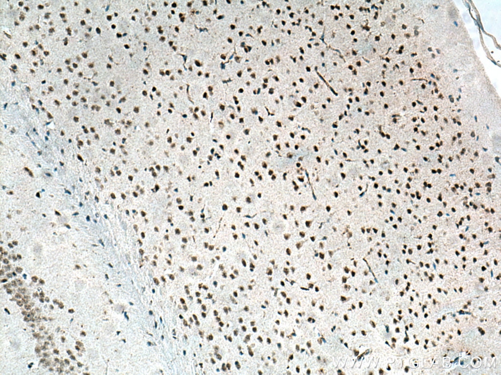 IHC staining of mouse brain using 66893-1-Ig