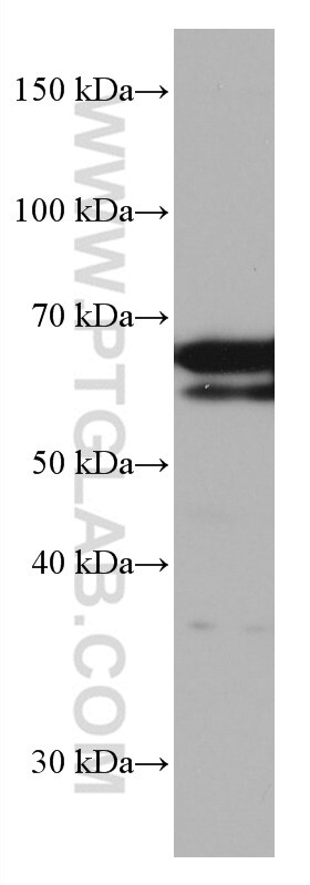 Western Blot (WB) analysis of HT-29 cells using TERF2 Monoclonal antibody (66893-1-Ig)