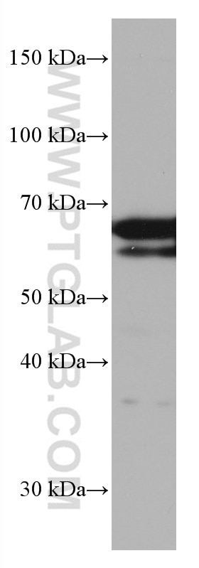 WB analysis of HT-29 using 66893-1-Ig