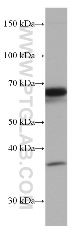 Western Blot (WB) analysis of K-562 cells using TERF2 Monoclonal antibody (66893-1-Ig)