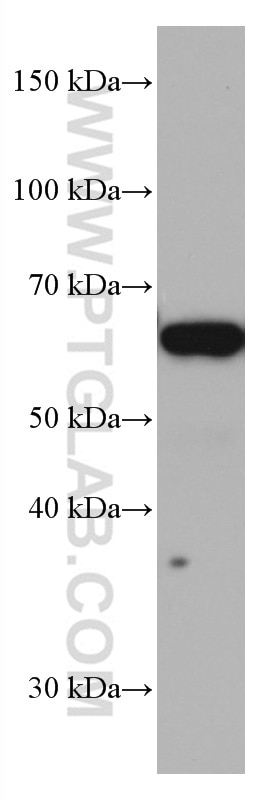 Western Blot (WB) analysis of HSC-T6 cells using TERF2 Monoclonal antibody (66893-1-Ig)