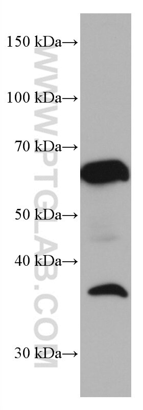 Western Blot (WB) analysis of NIH/3T3 cells using TERF2 Monoclonal antibody (66893-1-Ig)