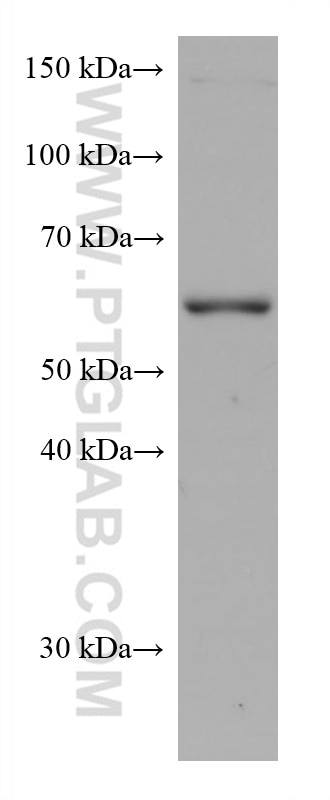 Western Blot (WB) analysis of HEK-293 cells using TERF2 Monoclonal antibody (66893-1-Ig)