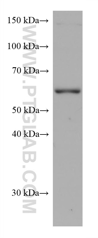 WB analysis of HEK-293 using 66893-1-Ig