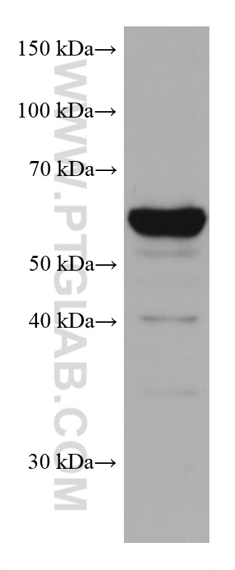 WB analysis of Daudi using 66893-1-Ig