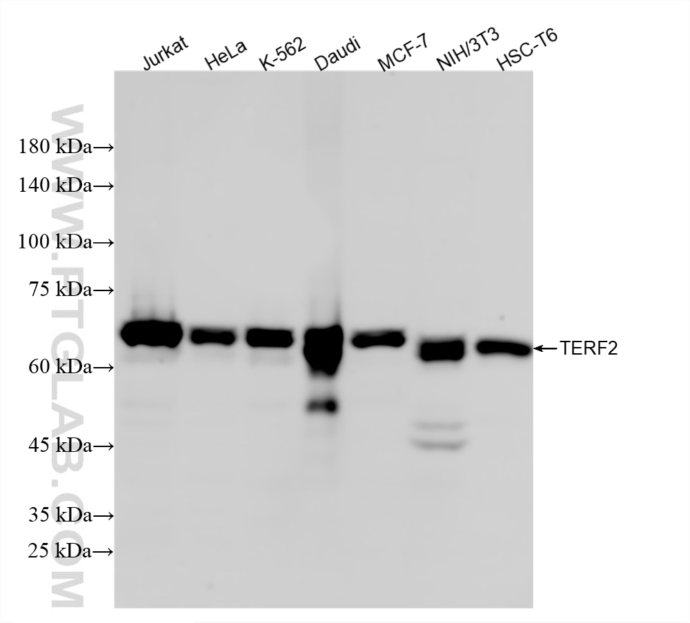 Western Blot (WB) analysis of various lysates using TERF2 Recombinant monoclonal antibody (87020-1-RR)