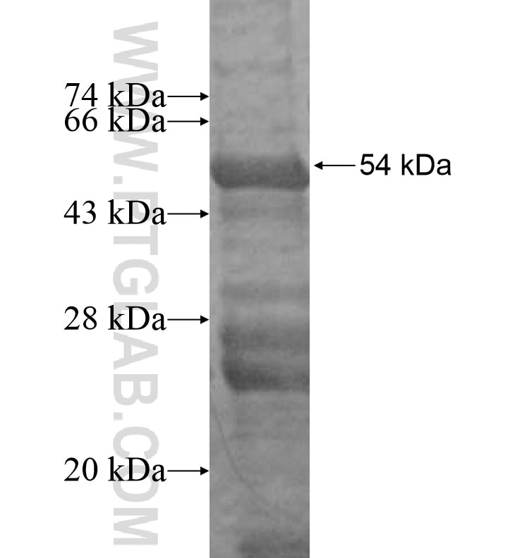 TERF2 fusion protein Ag16798 SDS-PAGE