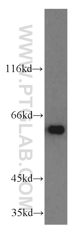 Western Blot (WB) analysis of HEK-293 cells using TERF2IP Polyclonal antibody (14595-1-AP)