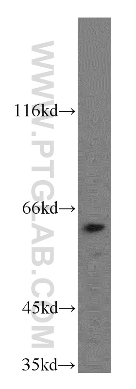Western Blot (WB) analysis of HT-1080 cells using TERF2IP Polyclonal antibody (14595-1-AP)