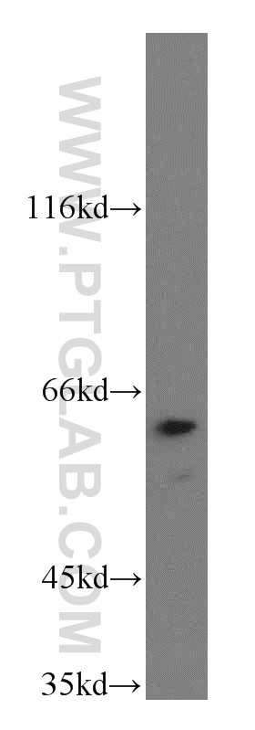 Western Blot (WB) analysis of HT-1080 cells using TERF2IP Polyclonal antibody (14595-1-AP)