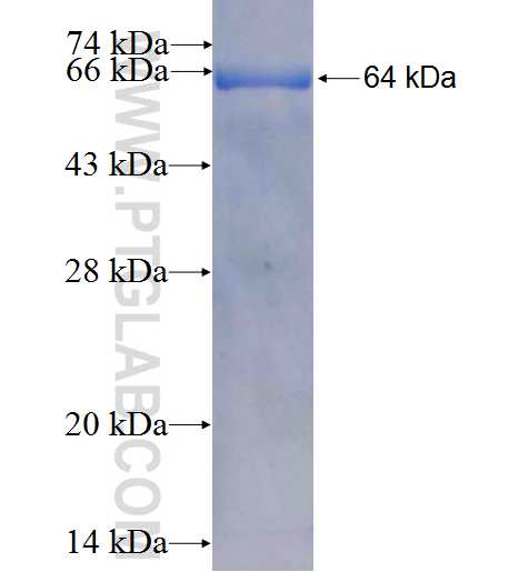 TERF2IP fusion protein Ag6130 SDS-PAGE