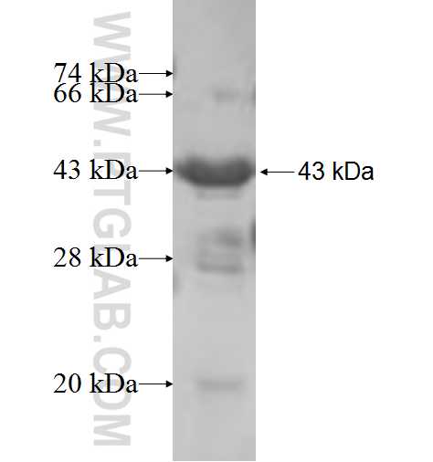 TERF2IP fusion protein Ag6316 SDS-PAGE
