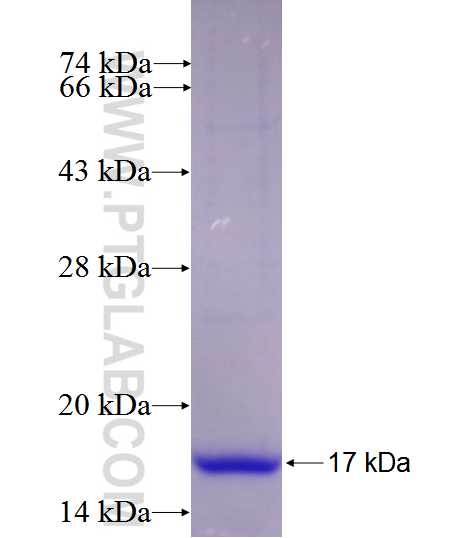 TERT fusion protein Ag26287 SDS-PAGE