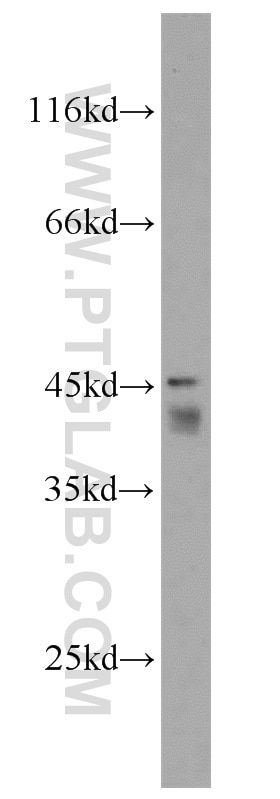 Western Blot (WB) analysis of mouse testis tissue using TES Polyclonal antibody (10258-1-AP)