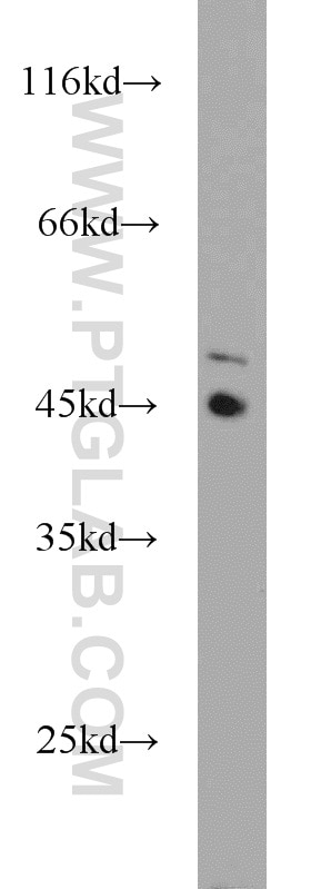 Western Blot (WB) analysis of K-562 cells using TES Polyclonal antibody (10258-1-AP)