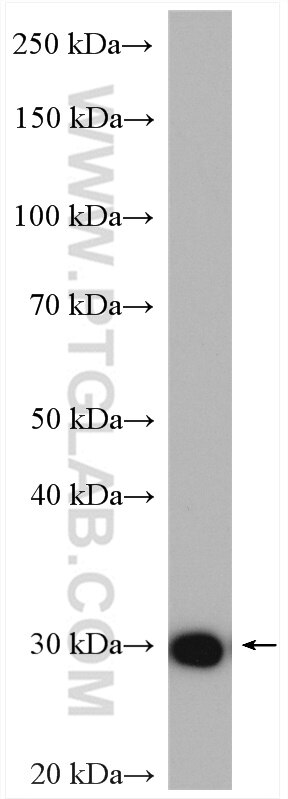 Western Blot (WB) analysis of mouse cerebellum tissue using TESC Polyclonal antibody (11125-1-AP)